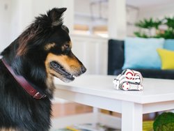 Cozmo, el robot d'Anki, podrà interactuar amb les mascotes (ANKI)