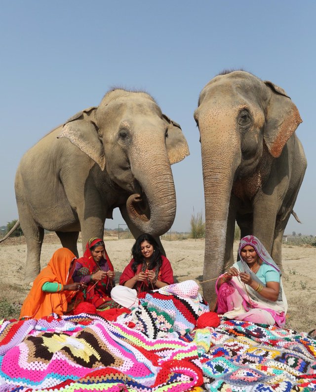 elefantes india 3