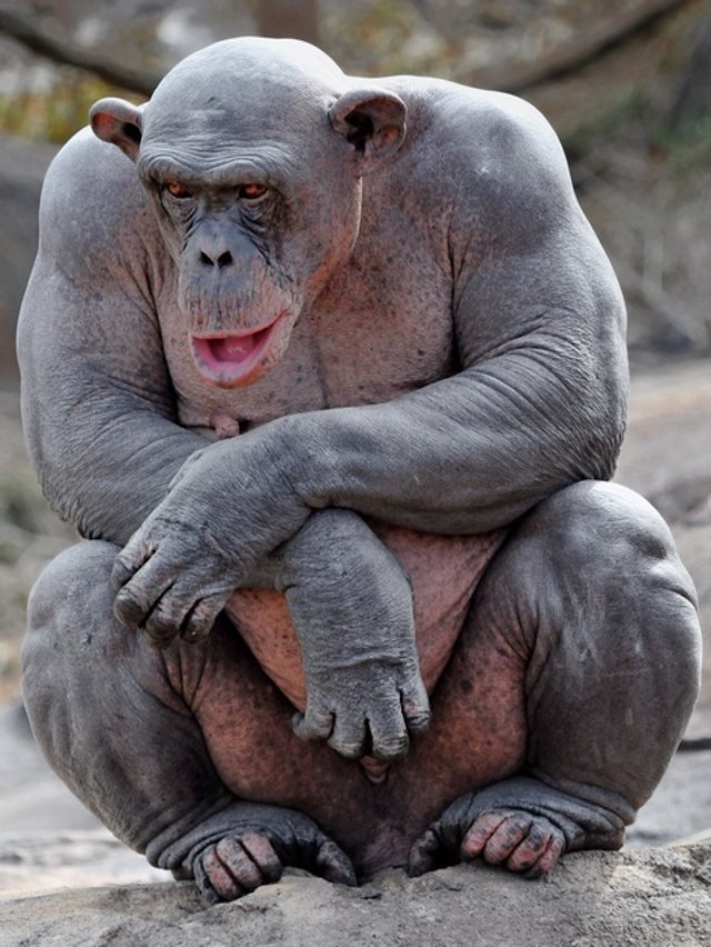 13b - chimpancé