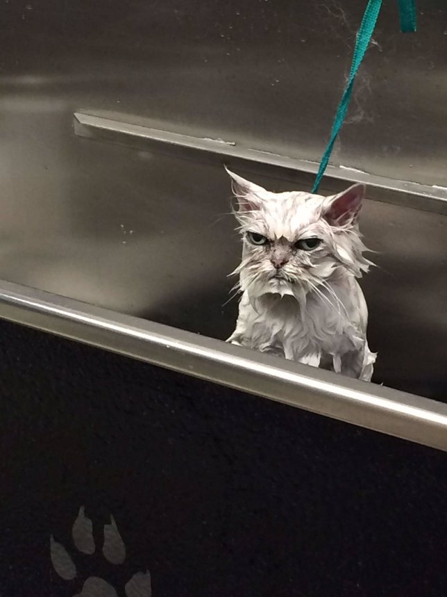 Gato baño
