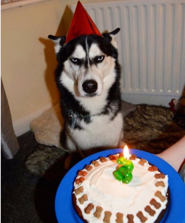 Perro cumpleaños