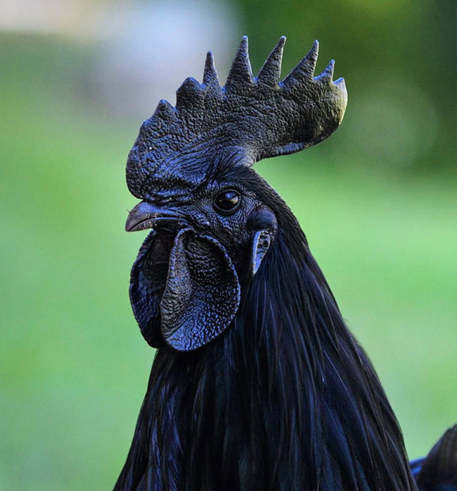 ayam  cemani 4