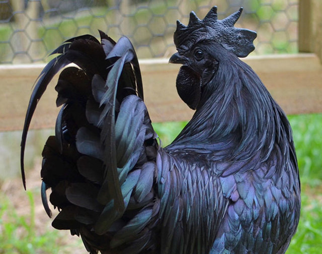 ayam cemani 2