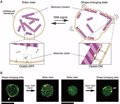 Un robot molecular responde a señales de ADN como un ser vivo Un robot molecular responde a señales de ADN como un ser vivo
