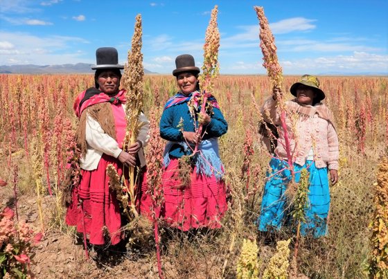 Mujeres recogiendo la quínoa