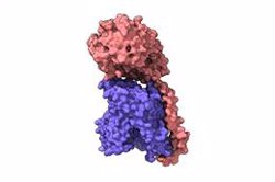 Científicos españoles 'ponen cara' a proteínas esenciales para la vida celular implicadas en el cáncer o el Alzheimer