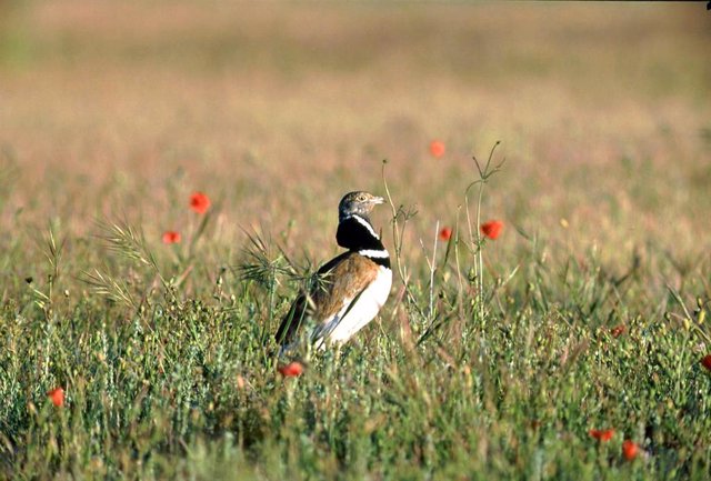 SEO/BirdLife lança projeto LIFE de conservação de aves estepárias em Aragão, Estremadura e Alentejo (Portugal)