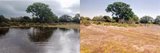 Las altas temperaturas provocan que las lagunas y las marismas de Doñana pierdan agua rápidamente, según la EDB