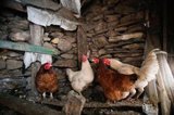 Detectado el virus de Influenza Aviar en una explotación de aves de corral en Ahillones (Badajoz)