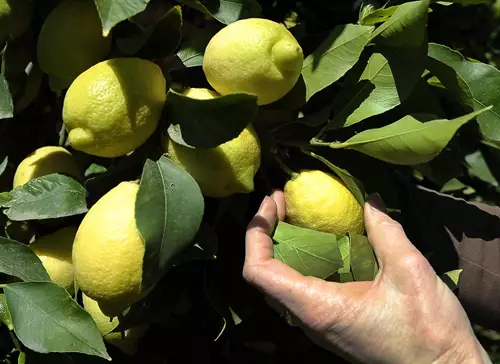 Limonero