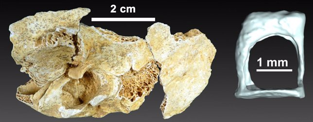 El oído de un neandertal muestra las diferencias anatómicas con nuestra especie