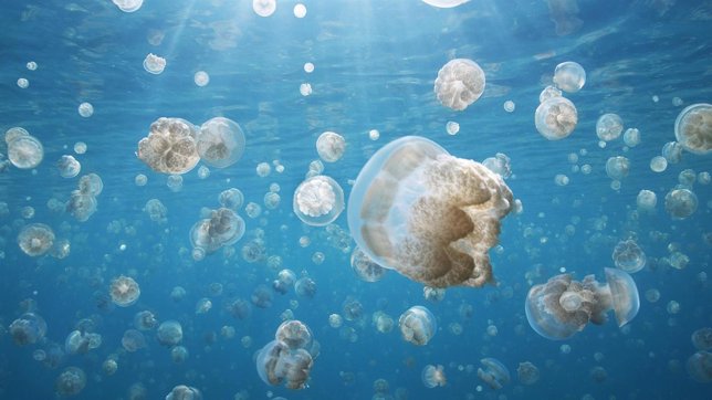 Las playas de Baleares tendrán una nueva bandera que alerta de medusas