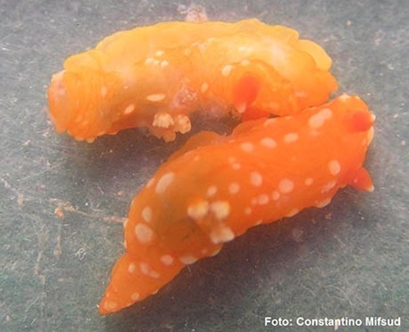 Descubierta una nueva especie de molusco nudibranquio en el Mediterráneo, capturado al sur de Mallorca