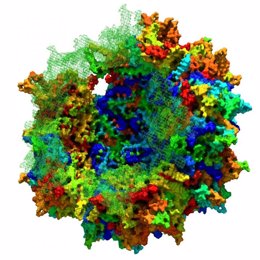 'Resucitan' virus antiguos para lograr terapias génicas más eficaces