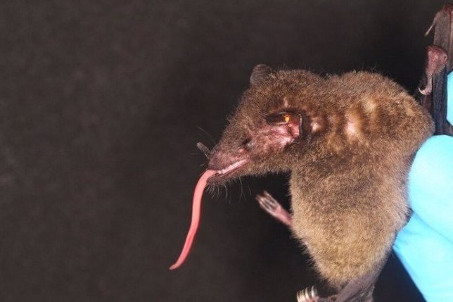 Descubren en Bolivia un extraño murciélago con una lengua descomunal