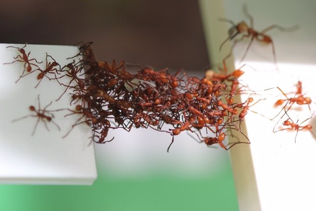 Hormigas crean puentes móviles con sus propios cuerpos
