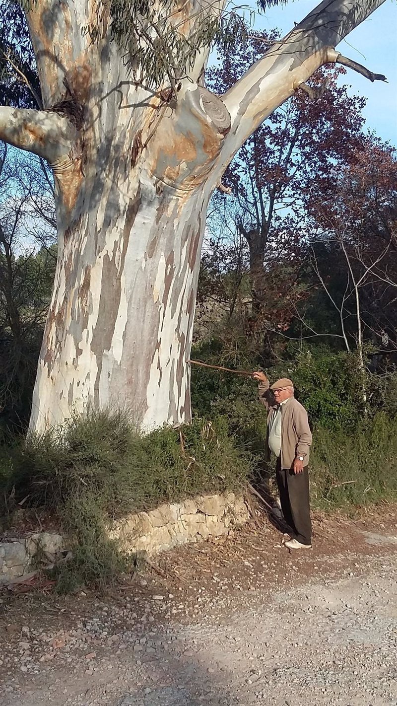 El Catálogo de árboles singulares de Baleares incorpora seis ejemplares  nuevos, hasta un total de 75