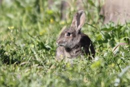 Conejo, animales, bosque, fauna