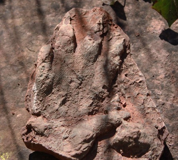 Hallan una huella fosilizada de reptil de 230 millones de años en Olesa (Barcelona)
