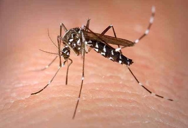 España es el segundo país con más casos de Zika en la UE tras Francia