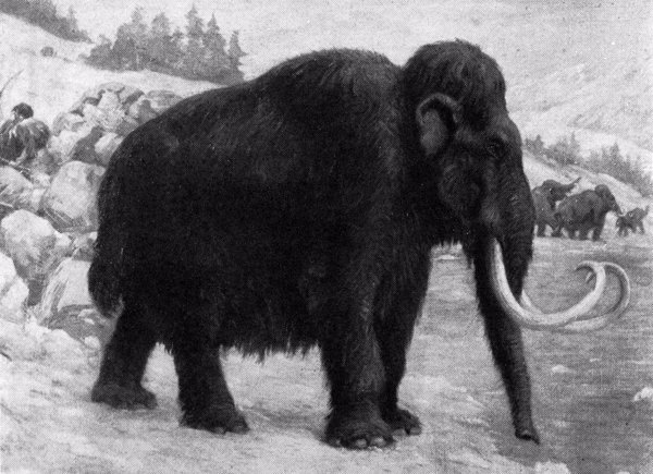 El guru coreano de la clonación se lanza a revivir al mamut