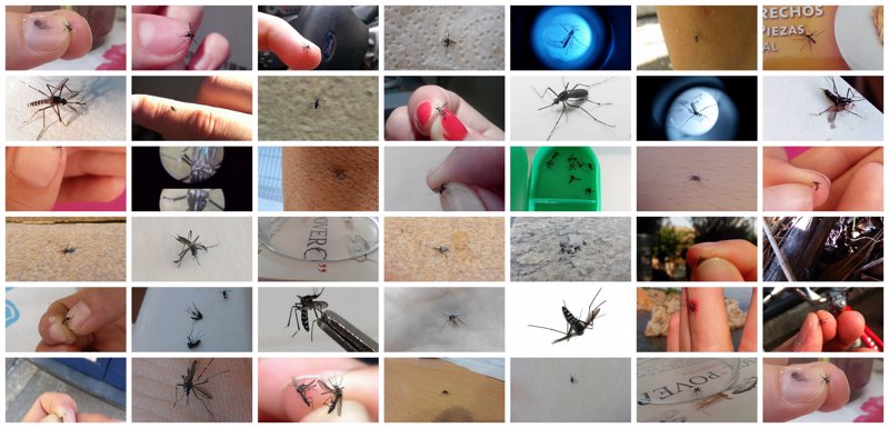 Las instituciones en Ibiza impulsan una campaña contra el mosquito tigre con 150 trampas