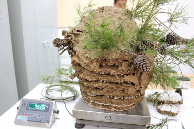 El Cofib destruye un nuevo nido de avispa asiática de 7,5 kilos cerca de Sóller