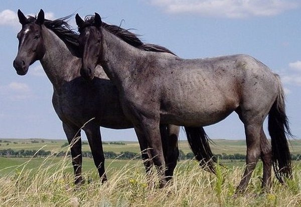 Los caballos aprenden a usar símbolos para transmitir sus deseos