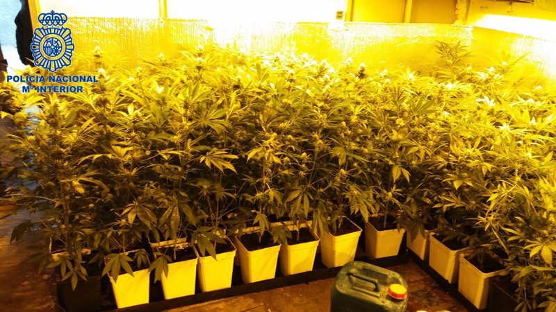 La Policía Nacional desmantela en Palma una plantación de marihuana con 350 plantas