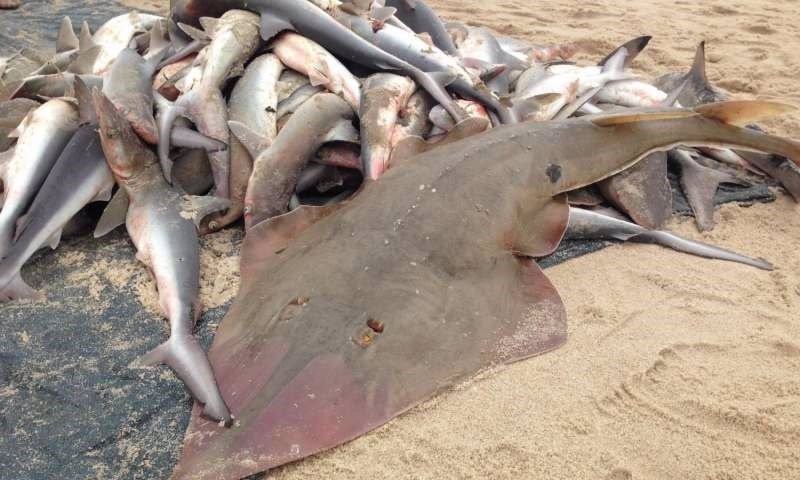Oceana denuncia varios casos de supuesta pesca de arrastre ilegal en Mallorca