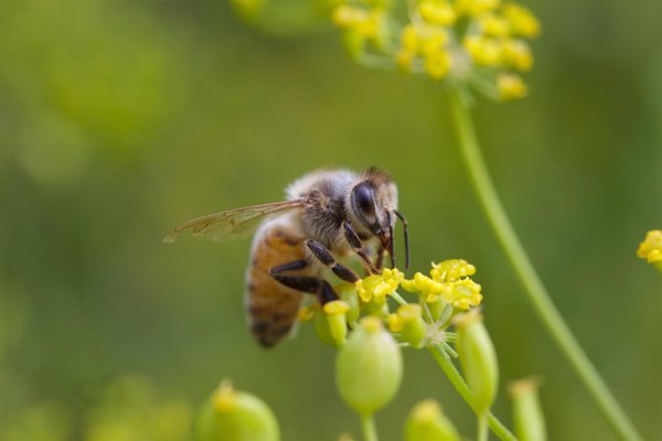 EEUU considera por primera vez a la abeja como especie en peligro