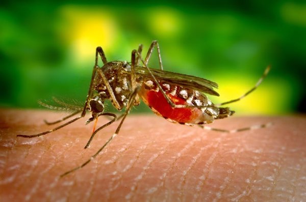 Sanidad notifica un segundo contagio de Zika en España por transmisión sexual