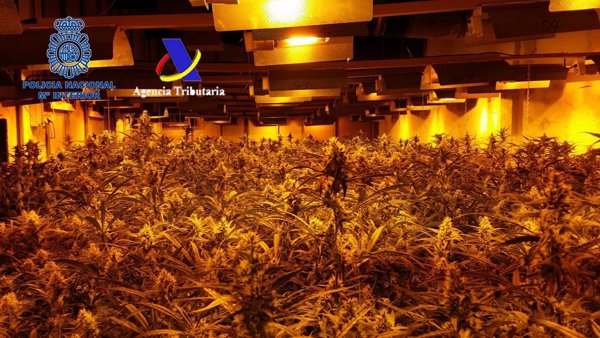 Intervenidas 17.000 plantas de marihuana en Madrid y desarticulada una organización liderada por una pareja asiática