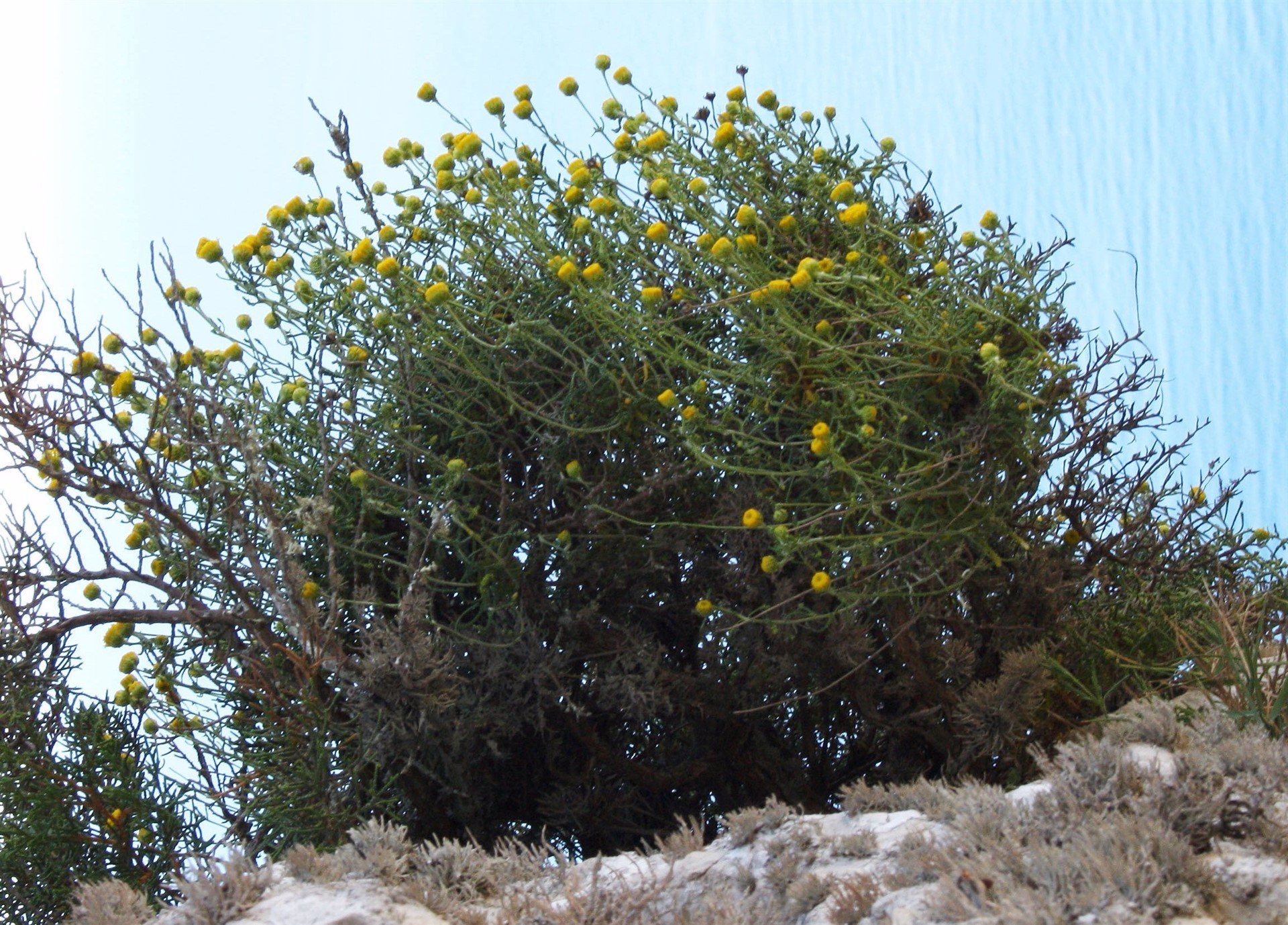 Científicos reconocen la manzanilla des Vedrà como especie distinta y única en el mundo