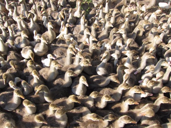 El Govern ordena sacrificar a más de 7.200 patos de seis granjas infectadas por gripe aviar