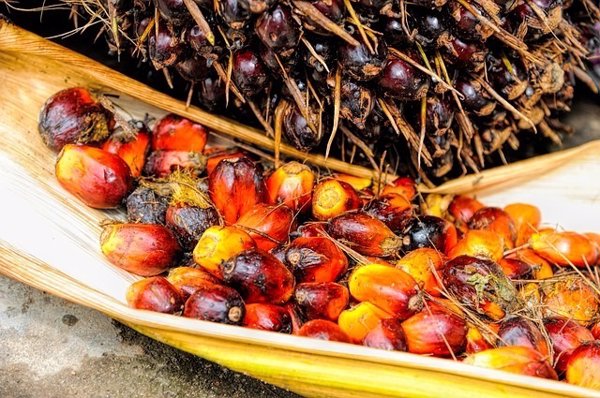 Cerca del 50% de los productos procesados utilizan aceite de palma, el aceite vegetal más utilizado a nivel mundial