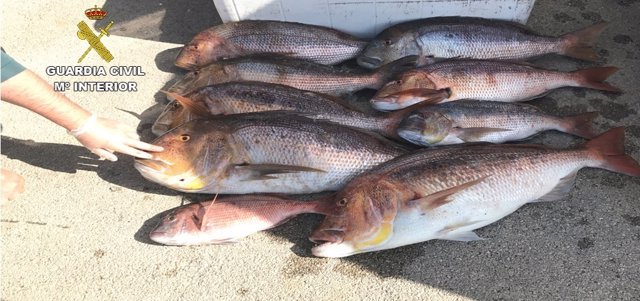 La Guardia Civil interviene a un pescador recreativo 51 kilos de pescado cuando el máximo son cinco más una pieza