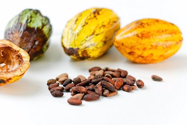 Experto destaca el efecto protector del cacao sobre el sistema cardiovascular y la enfermedad coronaria