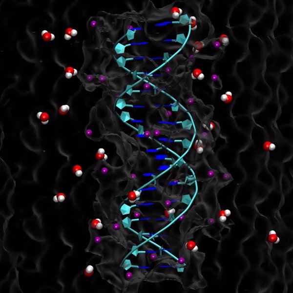 Científicos españoles descubren por qué el ADN se enrolla al estirarlo mientras que el ARN se desenrolla
