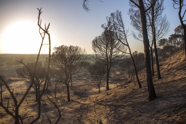 El fuego de Moguer afecta a una superficie de 8.486 hectáreas