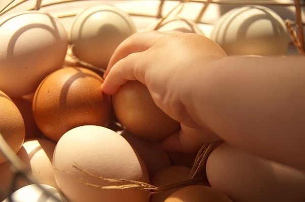 Facua pide a Sanidad que aclare si en España hay huevos contaminados por el insecticida friponil como en otros 7 países