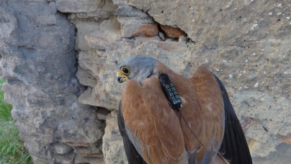 SEO/BirdLife monitoriza con geolocalizadores la migración del cernícalo primilla para mejorar su conservación