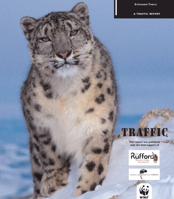WWF pide combatir la caza furtiva del leopardo de las nieves, que mata 450 ejemplares al año