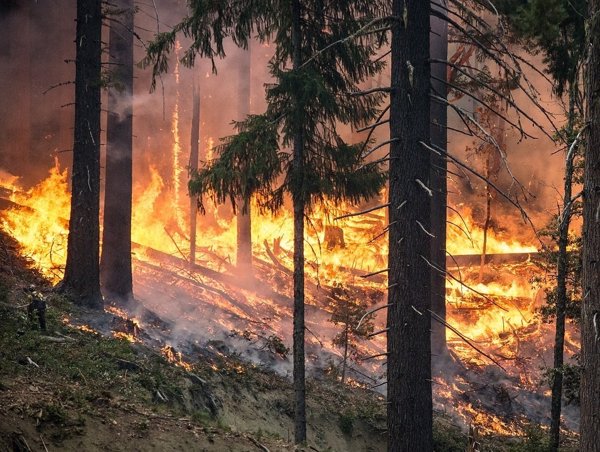 El fuego ha arrasado 75.000 hectáreas en España hasta el 13 de agosto, el peor año del último lustro