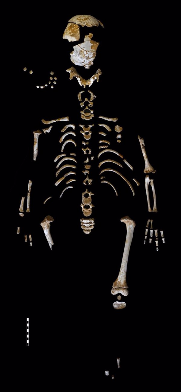Los neandertales tenían un patrón de crecimiento muy similar al de los humanos modernos, incluyendo su cerebro