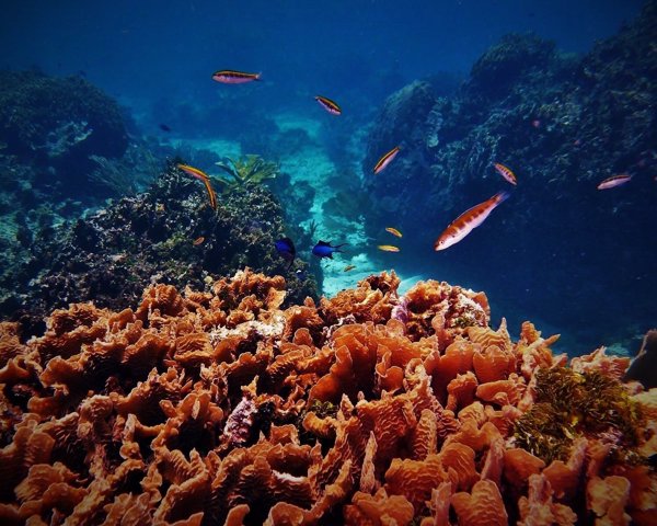 La UICN advierte de que cumplir los objetivos del Acuerdo de París es la última oportunidad para los arrecife de coral