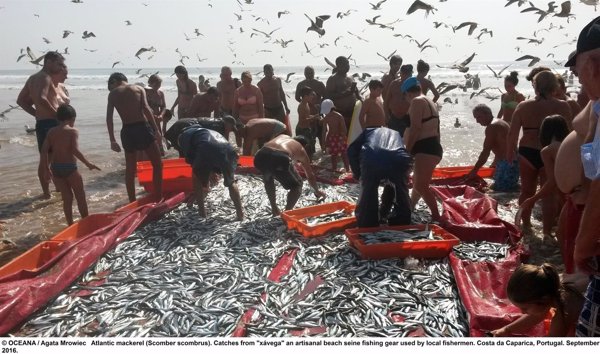 Frenar la sobrepesca en la UE puede generar 5.000 millones al año y crear 90.000 empleos en 10 años, según Oceana