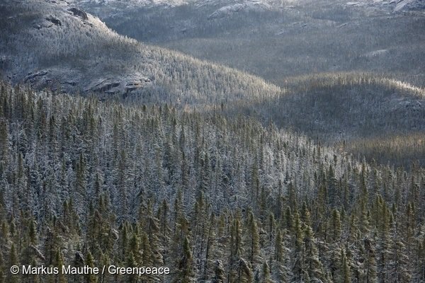 Greenpeace pide evitar los efectos del cambio climático a la taiga, los ecosistemas del bosque boreal que almacenan CO2