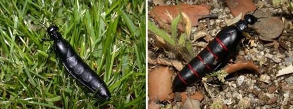 Científicos del MNCN confirman que la concentración de veneno en los escarabajos 'aceiteras' no varía con su coloración