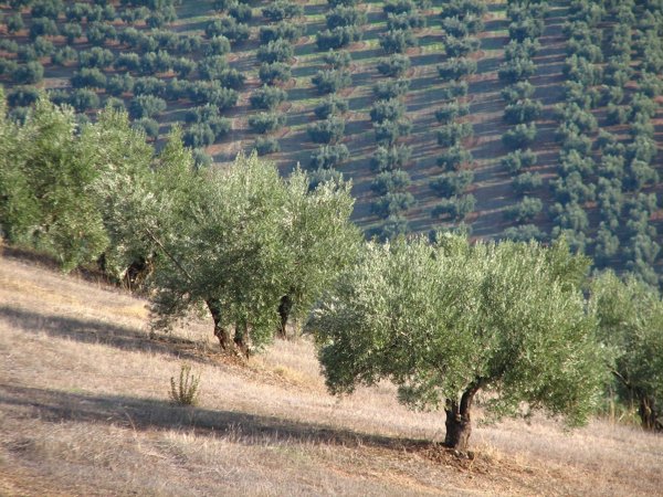 El PSOE pide colaboración al Gobierno para declarar el Paisaje del olivar Patrimonio de la Humanidad
